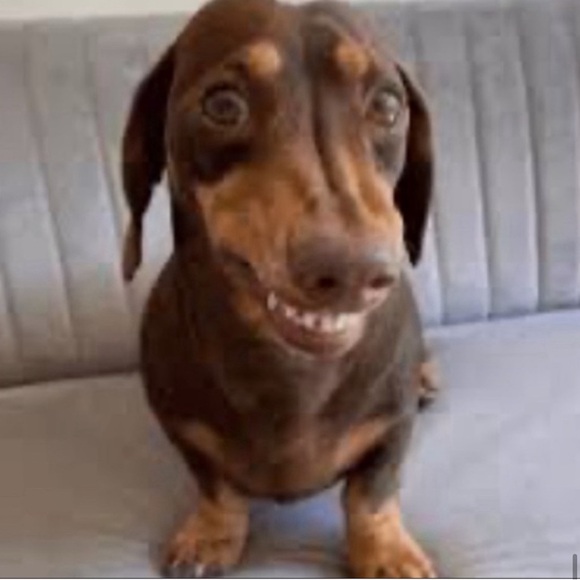 Dachshund Wiener Doxie Dog Breed Embroidered Woven Loafers Slip On Flats Shoes - Picture 15 of 16